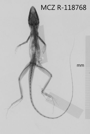 Media type: image;   Herpetology R-118768 Aspect: dorsoventral x-ray